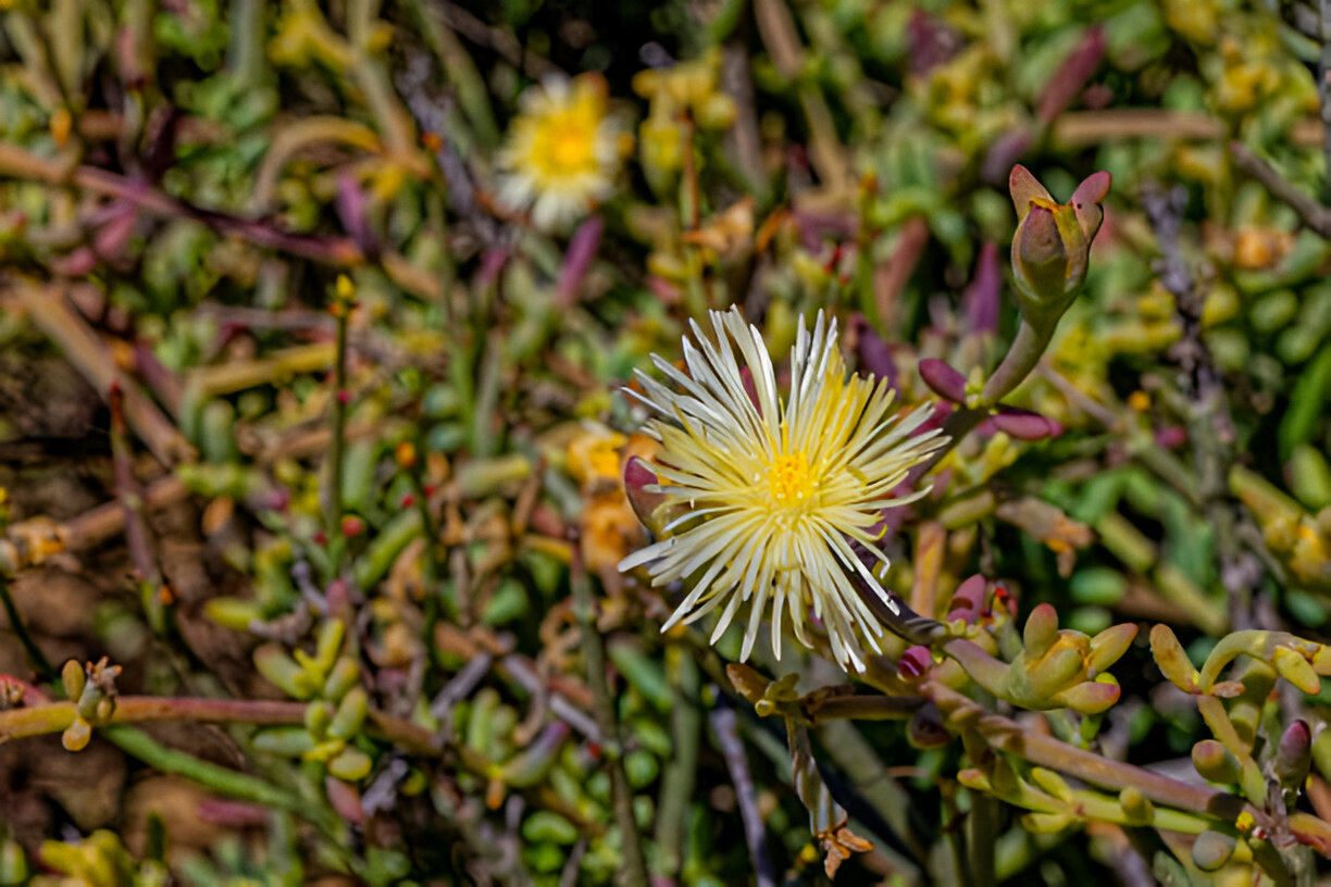 kanna herb